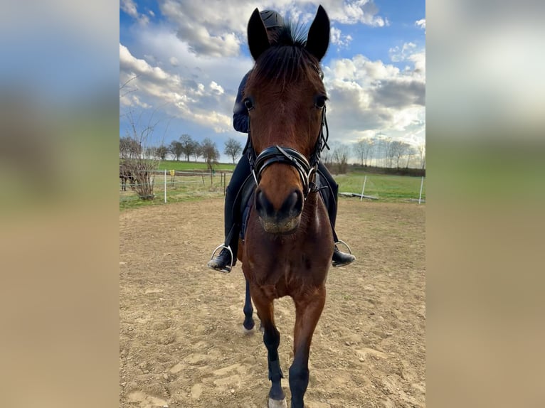 French Trotter Mare 4 years 15,2 hh Brown-Light in Wei&#xDF;enthurm