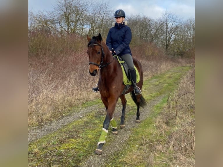 French Trotter Mare 4 years 15,2 hh Brown-Light in Wei&#xDF;enthurm