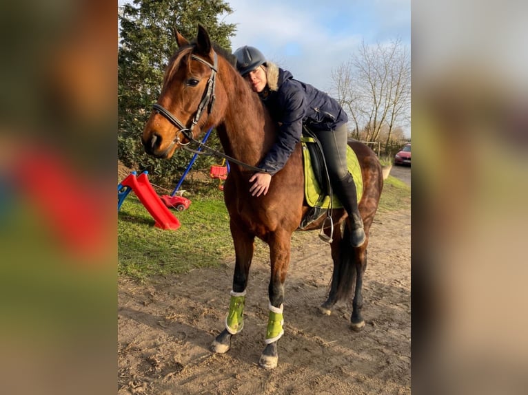 French Trotter Mare 4 years 15,2 hh Brown-Light in Wei&#xDF;enthurm