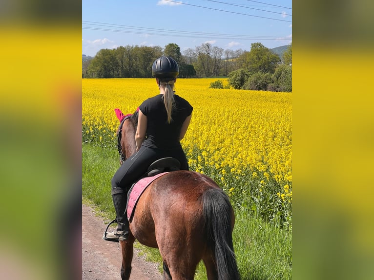 French Trotter Mare 4 years 15,2 hh Brown-Light in Wei&#xDF;enthurm