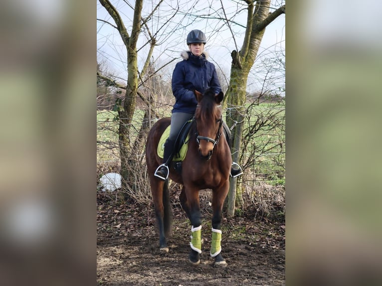 French Trotter Mare 4 years 15,2 hh Brown-Light in Wei&#xDF;enthurm