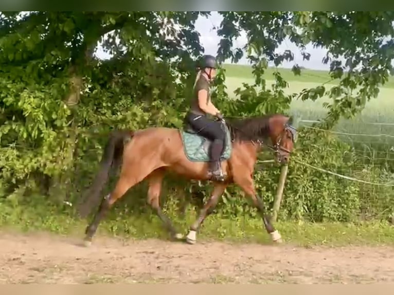 French Trotter Mare 4 years 15,2 hh Brown-Light in Wei&#xDF;enthurm