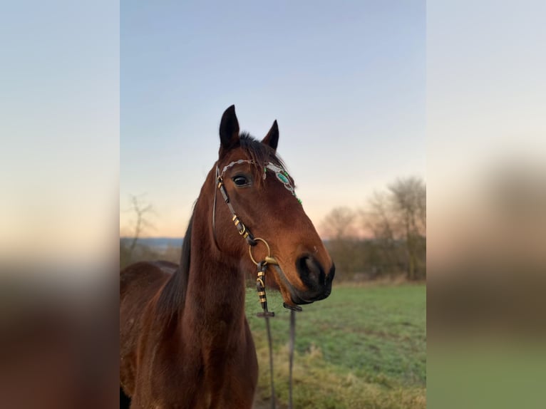 French Trotter Mare 4 years 15,2 hh Brown-Light in Wei&#xDF;enthurm