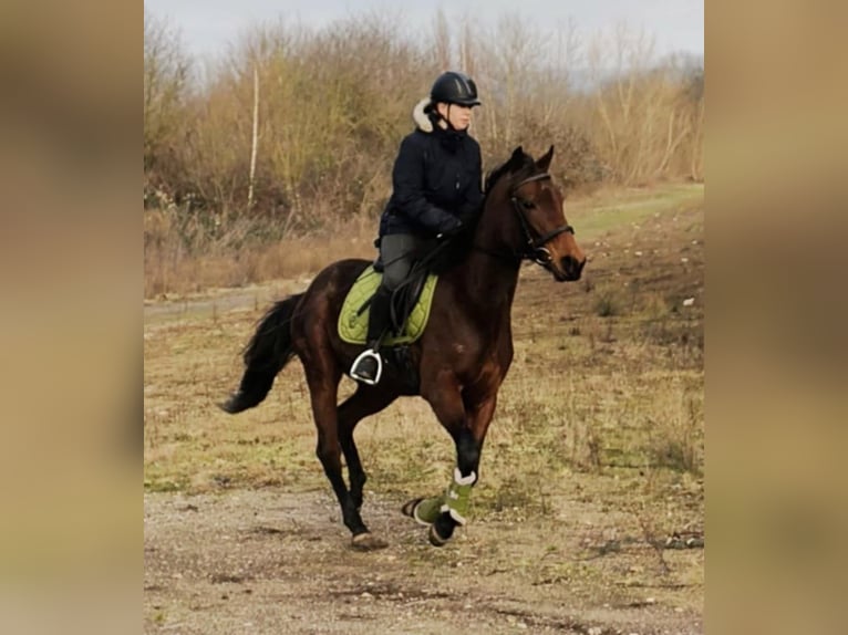 French Trotter Mare 4 years 15,2 hh Brown-Light in Wei&#xDF;enthurm