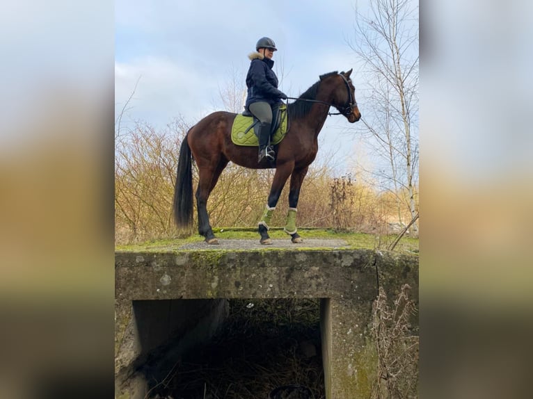 French Trotter Mare 4 years 15,2 hh Brown-Light in Wei&#xDF;enthurm