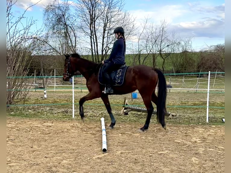French Trotter Mare 4 years 15,2 hh Brown-Light in Wei&#xDF;enthurm