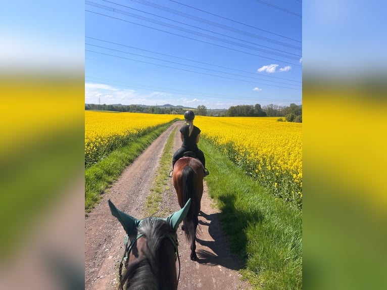 French Trotter Mare 4 years 15,2 hh Brown-Light in Wei&#xDF;enthurm