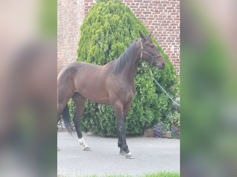 French Trotter Mare 4 years 15,3 hh Brown in Hornaing