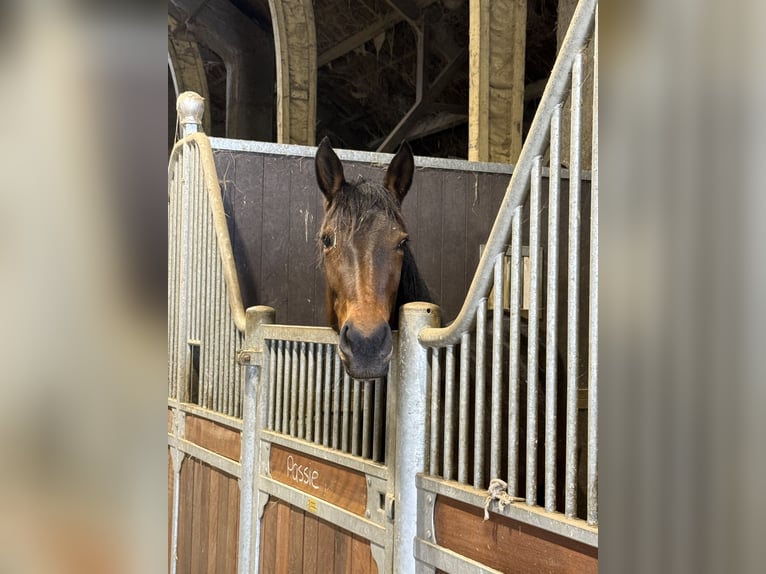 French Trotter Mare 4 years 16.1 hh Bay-Dark in Den bommel