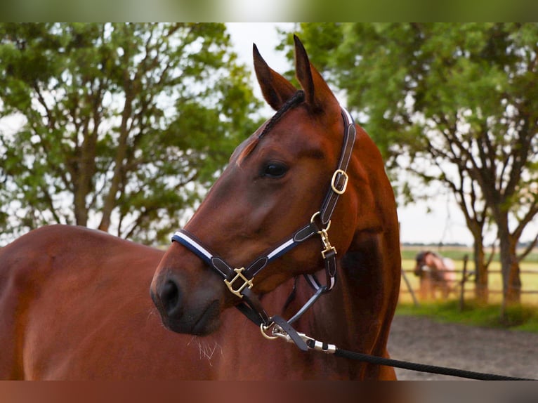 French Trotter Mare 4 years 16.1 hh Bay-Dark in Den bommel