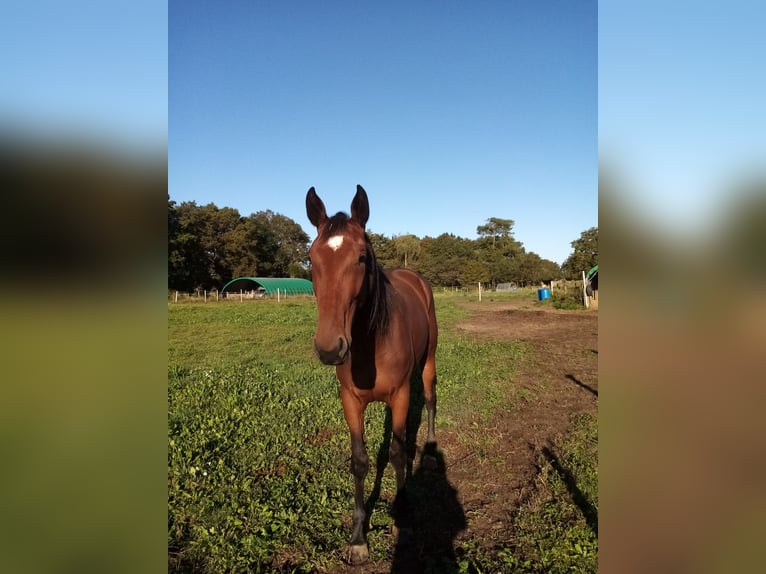 French Trotter Mare 4 years 16,2 hh Brown in Froidfond