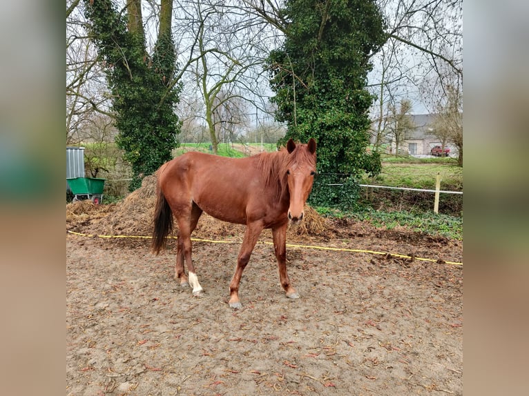 French Trotter Mare 4 years 16 hh  in Vichte