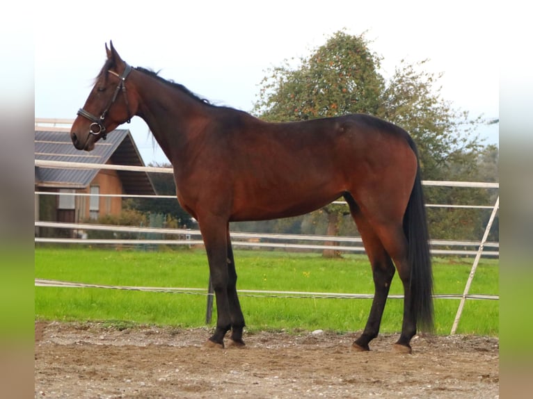 French Trotter Mare 4 years 16 hh Brown in Kirchbichl