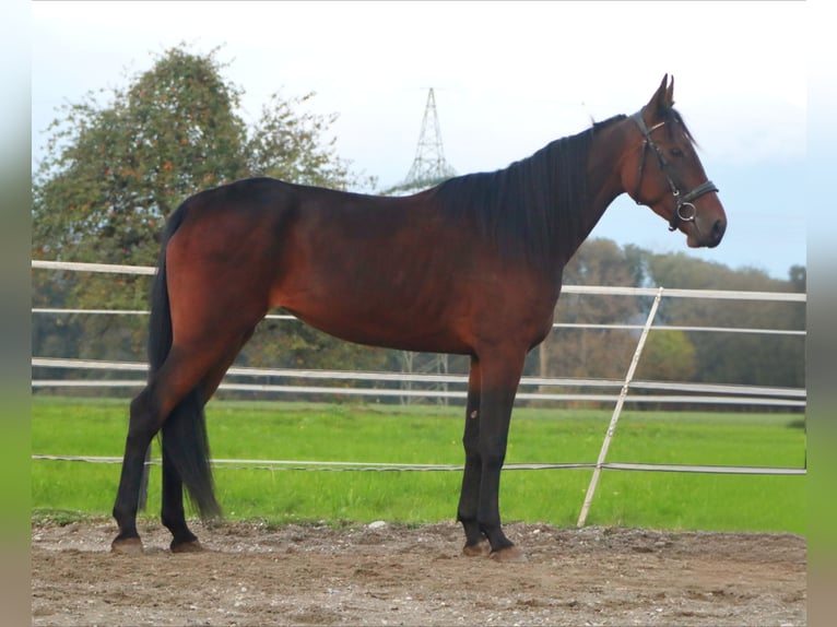 French Trotter Mare 4 years 16 hh Brown in Kirchbichl