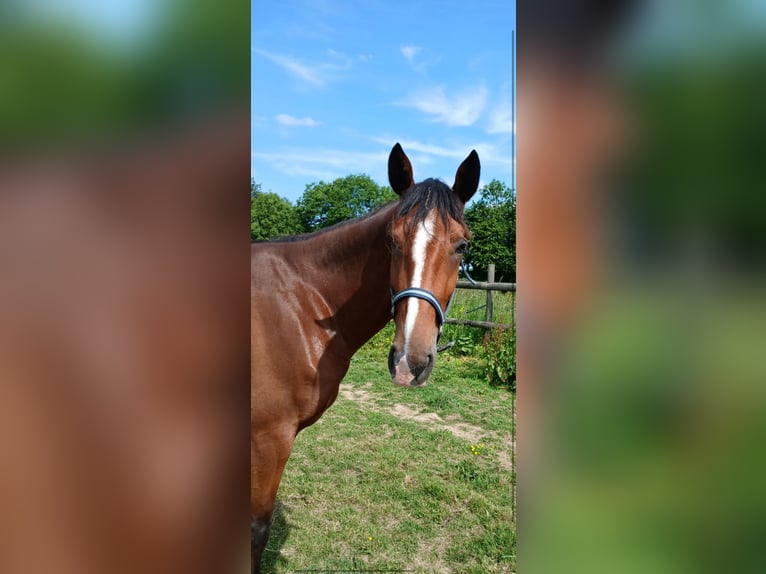 French Trotter Mare 4 years 16 hh Brown in Beuzeville
