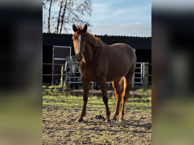 French Trotter Mare 4 years 16,1 hh Chestnut-Red in Nijkerk