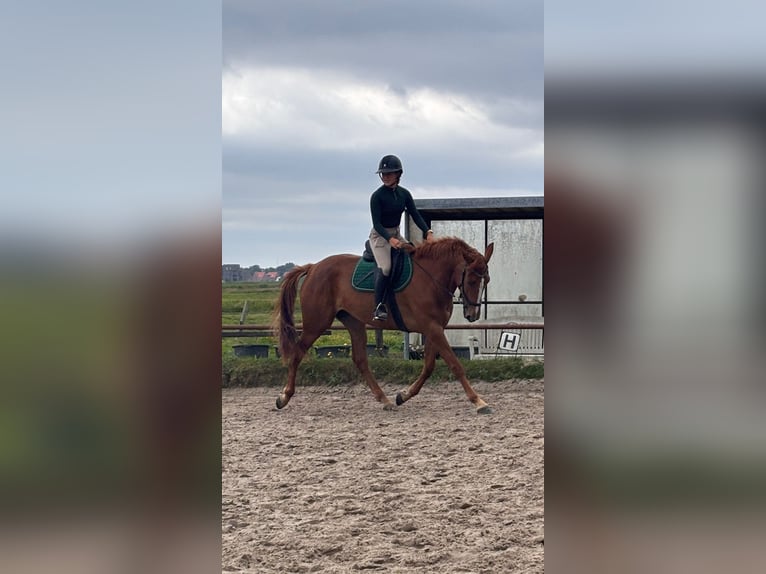French Trotter Mare 4 years 16,1 hh Chestnut-Red in Nijkerk
