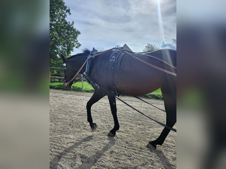 French Trotter Mare 5 years 15.1 hh Brown in Vettweiß