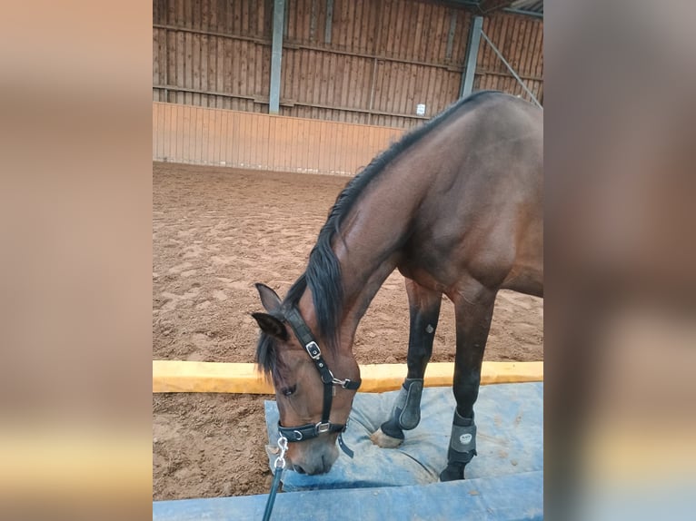 French Trotter Mare 5 years 15.2 hh Brown in Lüneburg