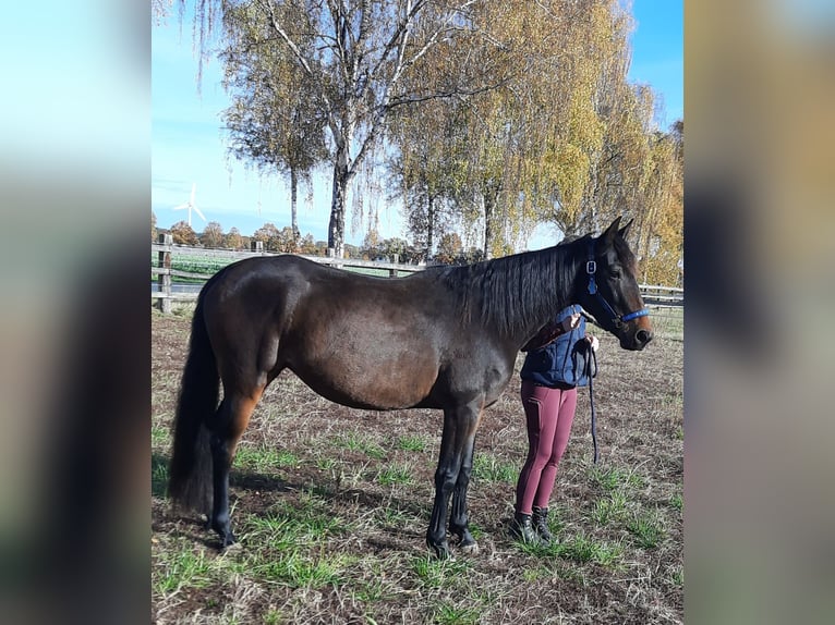 French Trotter Mare 5 years 15.2 hh Brown in Lüneburg
