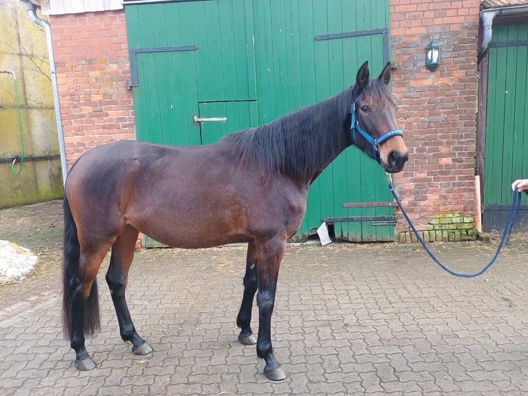 French Trotter Mare 5 years 15.2 hh Brown in Lüneburg