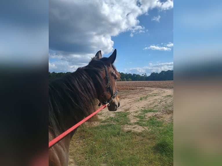 French Trotter Mare 5 years 15.2 hh Brown in Lüneburg