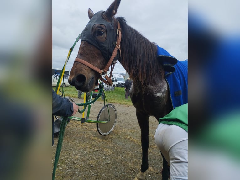 French Trotter Mare 5 years 15.3 hh Brown-Light in Cleguerec