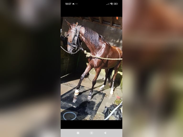 French Trotter Mare 5 years 15.3 hh Brown-Light in Cleguerec