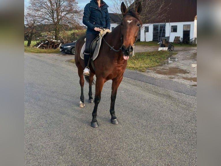 French Trotter Mare 5 years 15,2 hh Brown in Tann