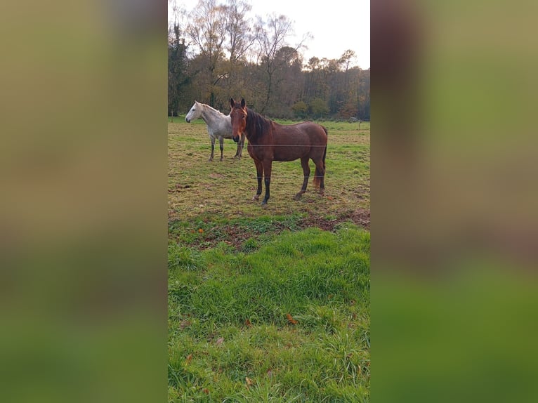 French Trotter Mare 5 years 15,3 hh Brown-Light in Cleguerec
