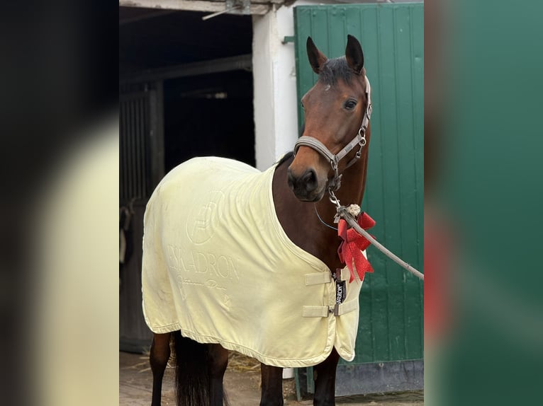 French Trotter Mare 5 years 16 hh Brown in Beckum