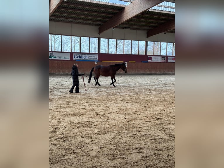 French Trotter Mare 5 years 16 hh Brown in Beckum