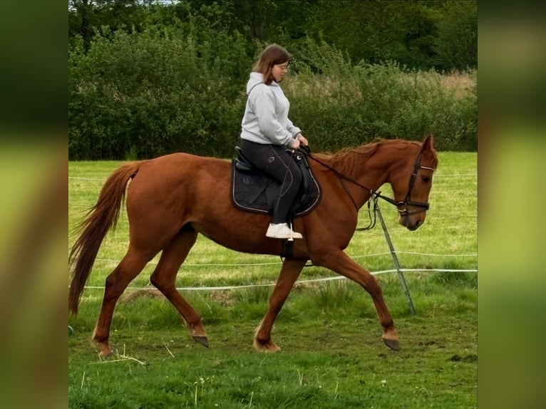 French Trotter Mare 5 years 16 hh Chestnut-Red in Selm
