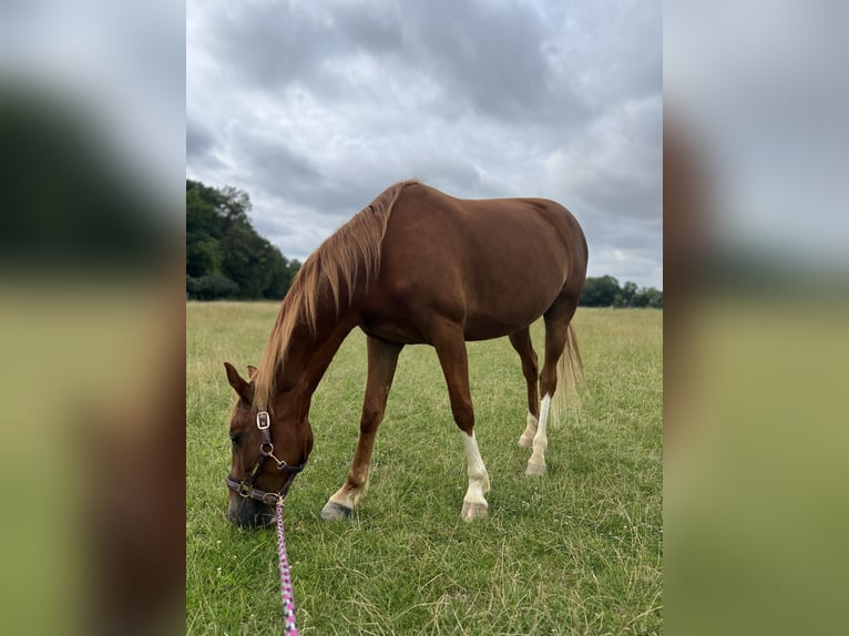 French Trotter Mare 6 years 15,1 hh Chestnut-Red in Duisburg