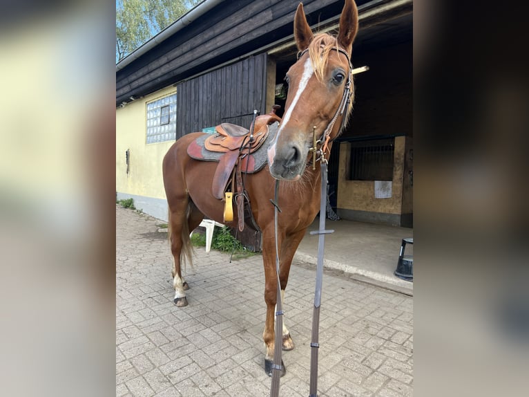French Trotter Mare 6 years 15,1 hh Chestnut-Red in Duisburg
