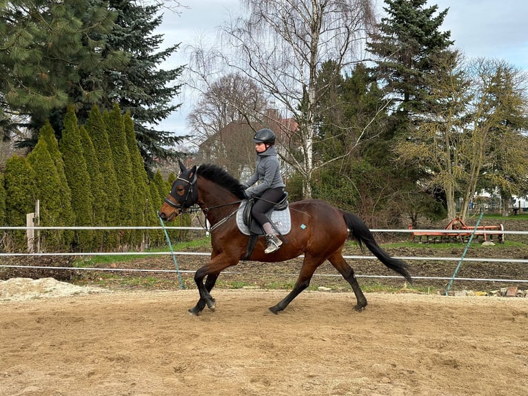 French Trotter Mare 6 years 15,2 hh Brown in Callenberg