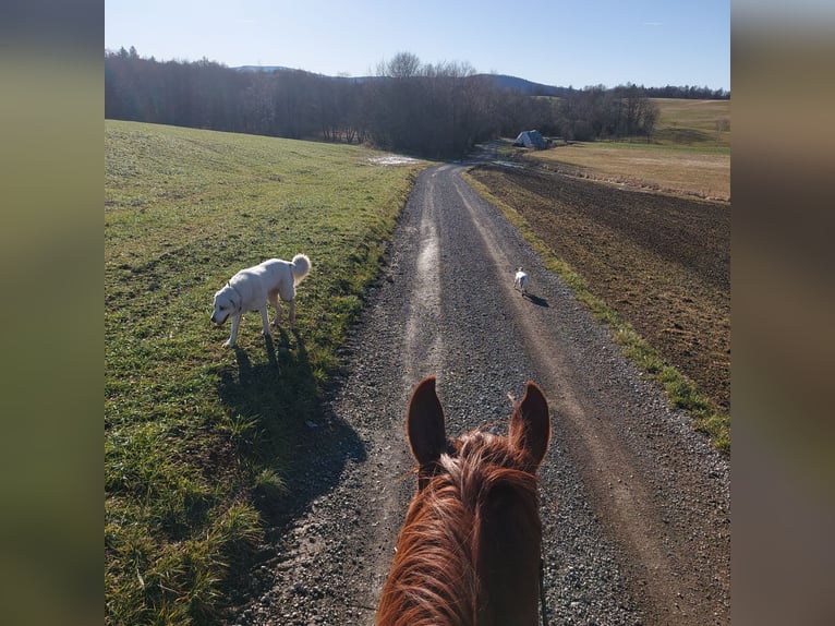 French Trotter Mare 6 years 15,2 hh Brown in Hruševje