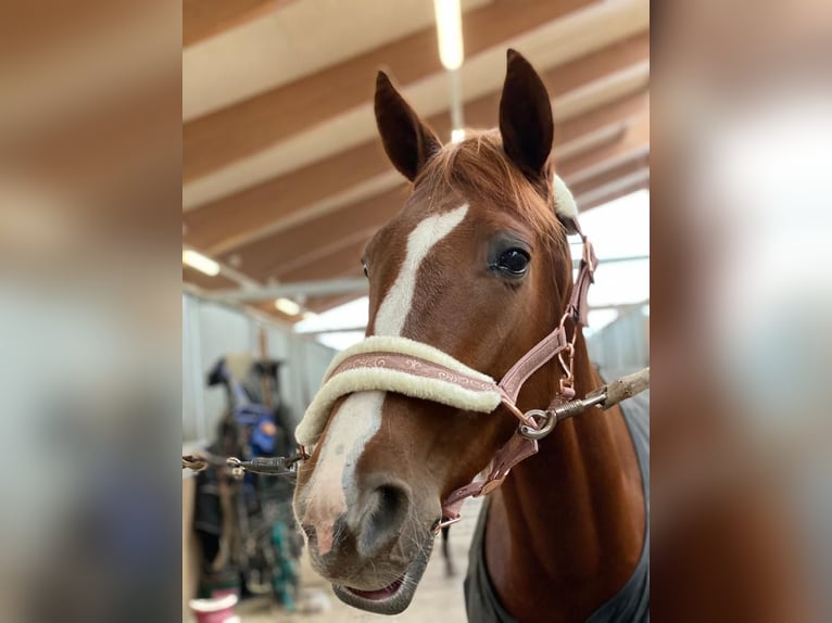 French Trotter Mare 6 years 15,2 hh Chestnut-Red in Niedernondorf