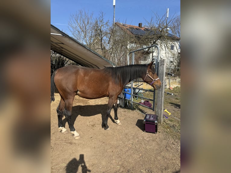 French Trotter Mare 6 years 15,2 hh Brown in Langenzersdorf