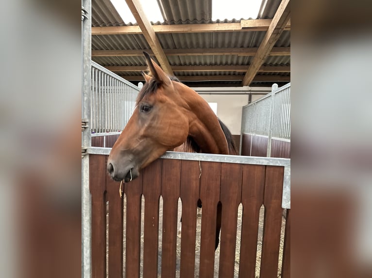 French Trotter Mare 6 years 15,2 hh Brown in Langenzersdorf