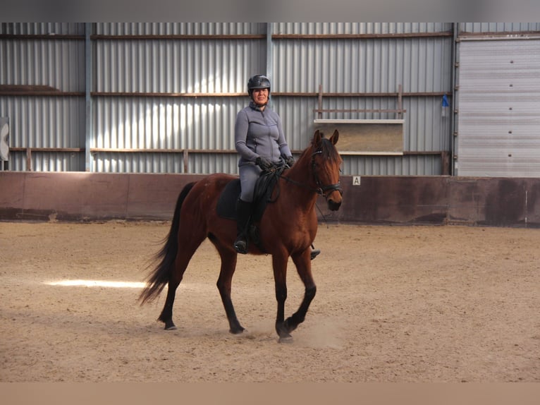 French Trotter Mare 6 years 15,3 hh Brown in Wilhelminaoord