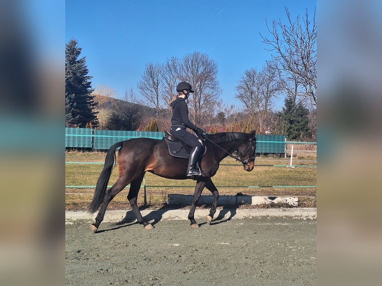 French Trotter Mare 6 years 16,1 hh Bay-Dark in Lembach