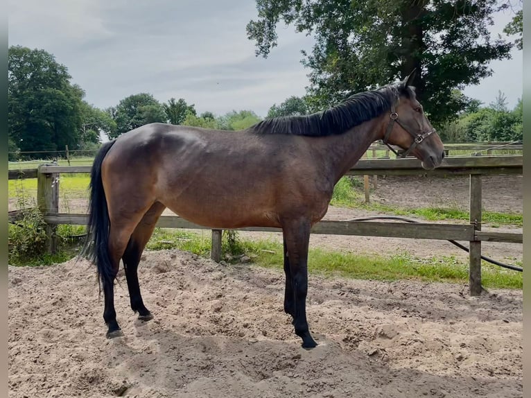 French Trotter Mare 6 years 16.1 hh Brown in Lage