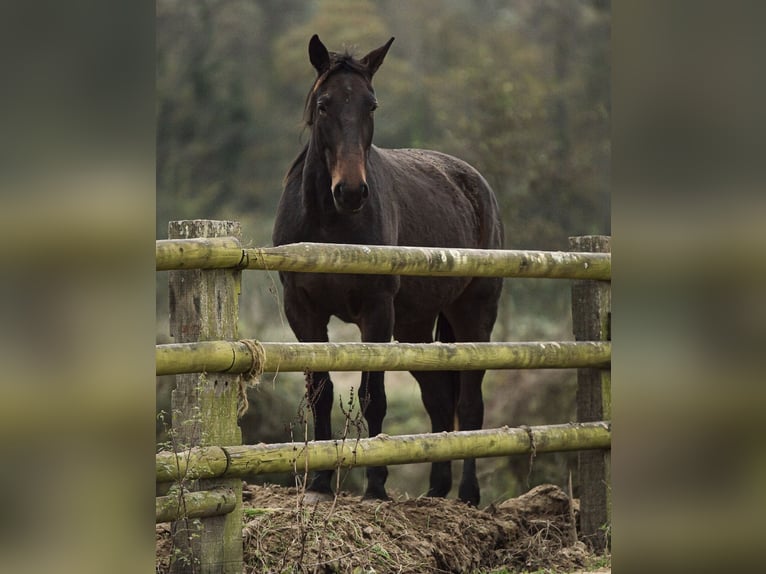 French Trotter Mare 6 years 16,2 hh Bay-Dark in Saint-Paul