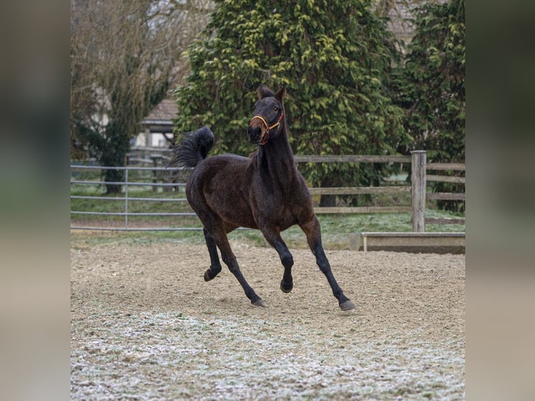 French Trotter Mare 6 years 16,2 hh Bay-Dark in Saint-Paul