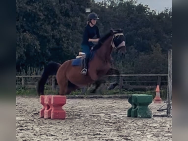 French Trotter Mare 6 years 16 hh Brown in Manou