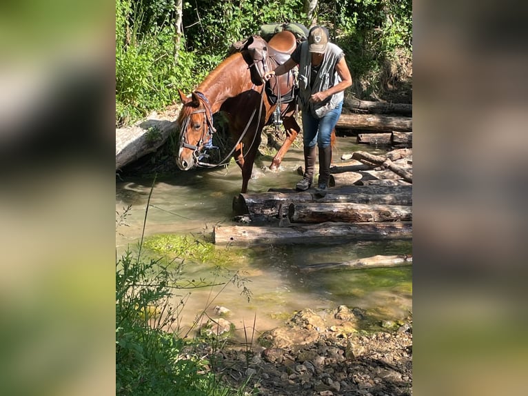 French Trotter Mare 6 years 16 hh Chestnut-Red in Perpignan
