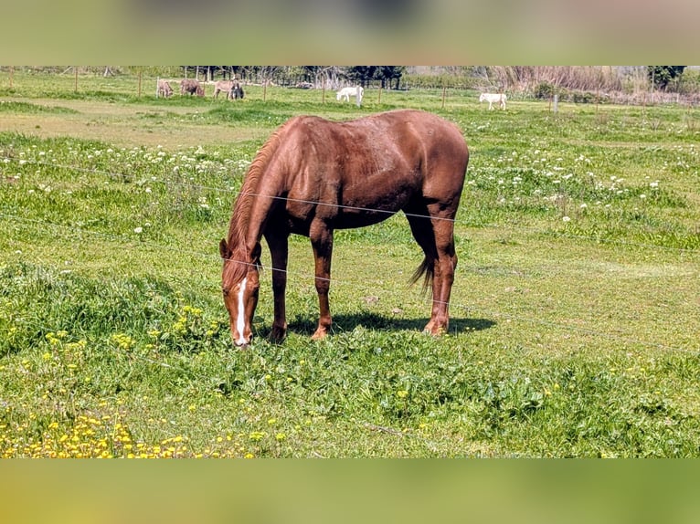 French Trotter Mare 6 years 16 hh Chestnut-Red in Perpignan