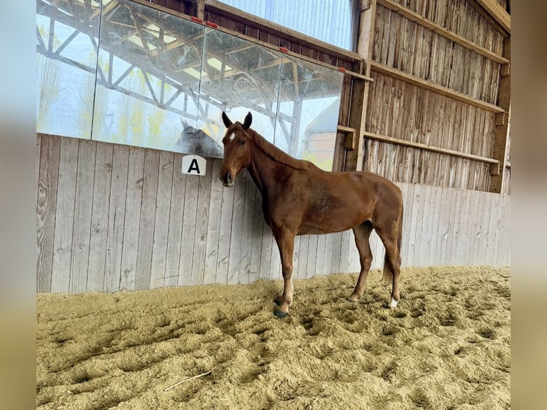 French Trotter Mare 6 years 16,1 hh Chestnut-Red in Roye