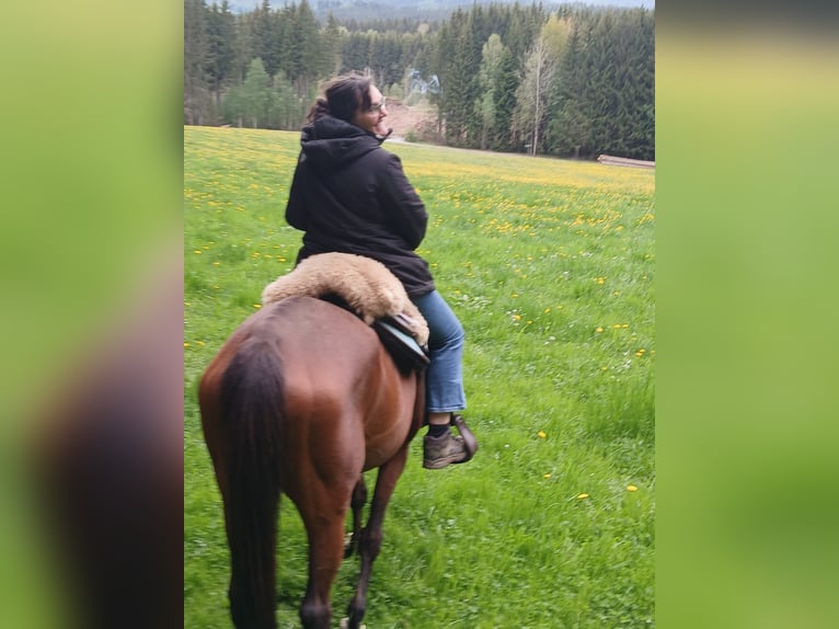 French Trotter Mare 7 years 15.3 hh Bay-Dark in Frauenau